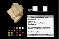 Foto (Objekt + Etikett) von Pithonoton sp.  (NHMW-GEO-1990-0041-3270)